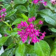 涼原ゆい こんばんは 五十路マダム 浜松店(カサブランカグループ)