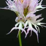 ヒメ日記 2026/02/09 20:48 投稿 福原 れいこ HANA-okinawa-