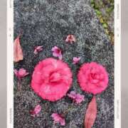 ヒメ日記 2026/02/26 17:18 投稿 福原 れいこ HANA-okinawa-