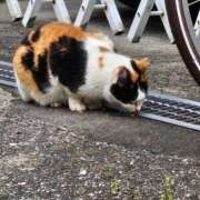 ヒメ日記 2026/04/15 19:42 投稿 らいむ ロディオ