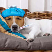 ヒメ日記 2025/08/27 07:51 投稿 竹千代★ 恵里亜(エリア)