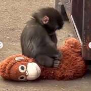 竹千代★ 最近の推し((推ω推)) 恵里亜(エリア)