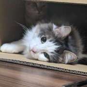 ヒメ日記 2025/11/23 22:09 投稿 ちえ 西船巨乳ぽっちゃり　乳神さま