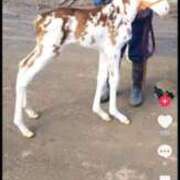 ヒメ日記 2026/03/02 23:12 投稿 かこ ナイスレディ