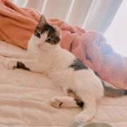 ねねこ にゃんにゃんにゃん🐈‍⬛⸒⸒⸒⸒🐾♥️ 吉原クラブ ジェントルマン