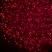 ヒメ日記 2025/09/22 09:27 投稿 かぐら 熟女の風俗最終章 宇都宮店