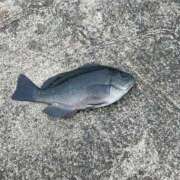 ヒメ日記 2026/01/12 23:31 投稿 かぐら 熟女の風俗最終章 宇都宮店