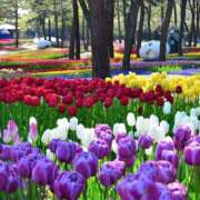 ヒメ日記 2026/04/07 08:31 投稿 かぐら 熟女の風俗最終章 宇都宮店