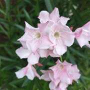 ヒメ日記 2025/07/13 08:40 投稿 はなび りんくう泉佐野ちゃんこ