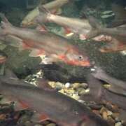 ヒメ日記 2025/07/27 10:10 投稿 はなび りんくう泉佐野ちゃんこ