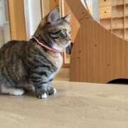 はなび 可愛い♡ りんくう泉佐野ちゃんこ