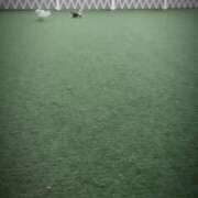 乃久香（ののか）ベーシック新人 癒し🐶 aroma ace.