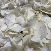 ヒメ日記 2025/07/16 13:21 投稿 麗子(れいこ) 渋谷蘭の会