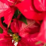 麗子(れいこ) 気付けば1か月以上… 渋谷蘭の会