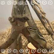 ヒメ日記 2025/08/24 09:27 投稿 沙羅（さら） 人妻恋愛サークル