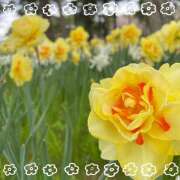 ヒメ日記 2025/10/03 08:30 投稿 沙羅（さら） 人妻恋愛サークル