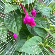 ヒメ日記 2025/10/09 08:30 投稿 沙羅（さら） 人妻恋愛サークル