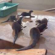 沙羅（さら） 3つ子ちゃん 人妻恋愛サークル