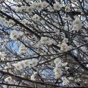 沙羅（さら） 花粉 人妻恋愛サークル