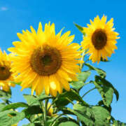 ヒメ日記 2025/08/09 18:15 投稿 ここ 性腺熟女100％（デリヘル市場）