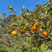 ヒメ日記 2025/11/27 09:50 投稿 ここ 性腺熟女100％（デリヘル市場）