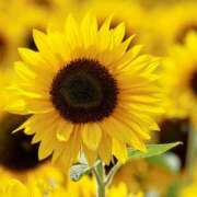 ヒメ日記 2025/08/06 10:28 投稿 ゆいな 大塚 虹いろ回春