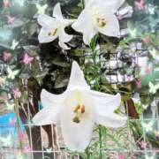 ヒメ日記 2025/08/18 10:35 投稿 ゆいな 大塚 虹いろ回春