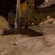 天馬　ゆの もふもふ やみつきエステ2nd札幌店