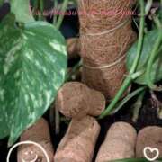 ヒメ日記 2025/08/11 23:50 投稿 月 かすみ(つきかすみ) 五十路マダムエクスプレス厚木店(カサブランカグループ)