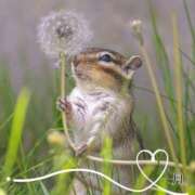 ヒメ日記 2025/09/15 08:18 投稿 月 かすみ(つきかすみ) 五十路マダムエクスプレス厚木店(カサブランカグループ)