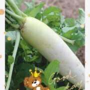 ヒメ日記 2025/11/12 12:12 投稿 月 かすみ(つきかすみ) 五十路マダムエクスプレス厚木店(カサブランカグループ)