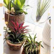 月 かすみ(つきかすみ) ポカポカ陽気     (p_-)zzz 五十路マダムエクスプレス厚木店(カサブランカグループ)