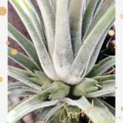 ヒメ日記 2026/01/24 11:34 投稿 月 かすみ(つきかすみ) 五十路マダムエクスプレス厚木店(カサブランカグループ)