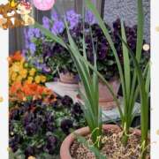 ヒメ日記 2026/03/17 08:48 投稿 月 かすみ(つきかすみ) 五十路マダムエクスプレス厚木店(カサブランカグループ)