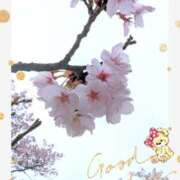 ヒメ日記 2026/03/28 10:24 投稿 月 かすみ(つきかすみ) 五十路マダムエクスプレス厚木店(カサブランカグループ)