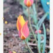 ヒメ日記 2026/04/08 10:24 投稿 月 かすみ(つきかすみ) 五十路マダムエクスプレス厚木店(カサブランカグループ)