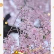 ヒメ日記 2026/04/10 07:12 投稿 月 かすみ(つきかすみ) 五十路マダムエクスプレス厚木店(カサブランカグループ)