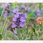 ヒメ日記 2026/06/14 19:54 投稿 月 かすみ(つきかすみ) 五十路マダムエクスプレス厚木店(カサブランカグループ)