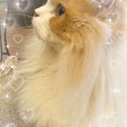 ヒメ日記 2025/08/26 15:59 投稿 ろみ 池袋あられ