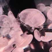 ヒメ日記 2026/03/24 17:56 投稿 みみ 制服これくしょん