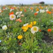 ヒメ日記 2025/07/13 08:02 投稿 さくら 厚木人妻城