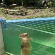 ヒメ日記 2025/09/11 07:00 投稿 まこと ドMバスターズ 京都店