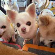 ヒメ日記 2025/11/23 12:58 投稿 なつみ チューリップ土浦店