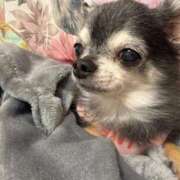 ヒメ日記 2025/11/26 04:18 投稿 なつみ チューリップ土浦店