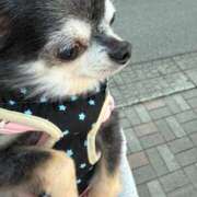 ヒメ日記 2025/11/26 16:27 投稿 なつみ チューリップ土浦店