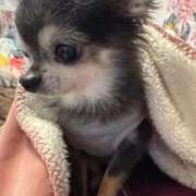 ヒメ日記 2025/11/28 15:12 投稿 なつみ チューリップ土浦店