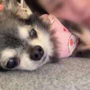 ヒメ日記 2025/11/29 16:58 投稿 なつみ チューリップ土浦店