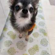 ヒメ日記 2025/12/02 13:42 投稿 なつみ チューリップ土浦店