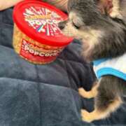 ヒメ日記 2025/12/15 16:53 投稿 なつみ チューリップ土浦店