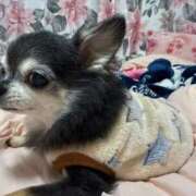 ヒメ日記 2025/12/16 05:53 投稿 なつみ チューリップ土浦店